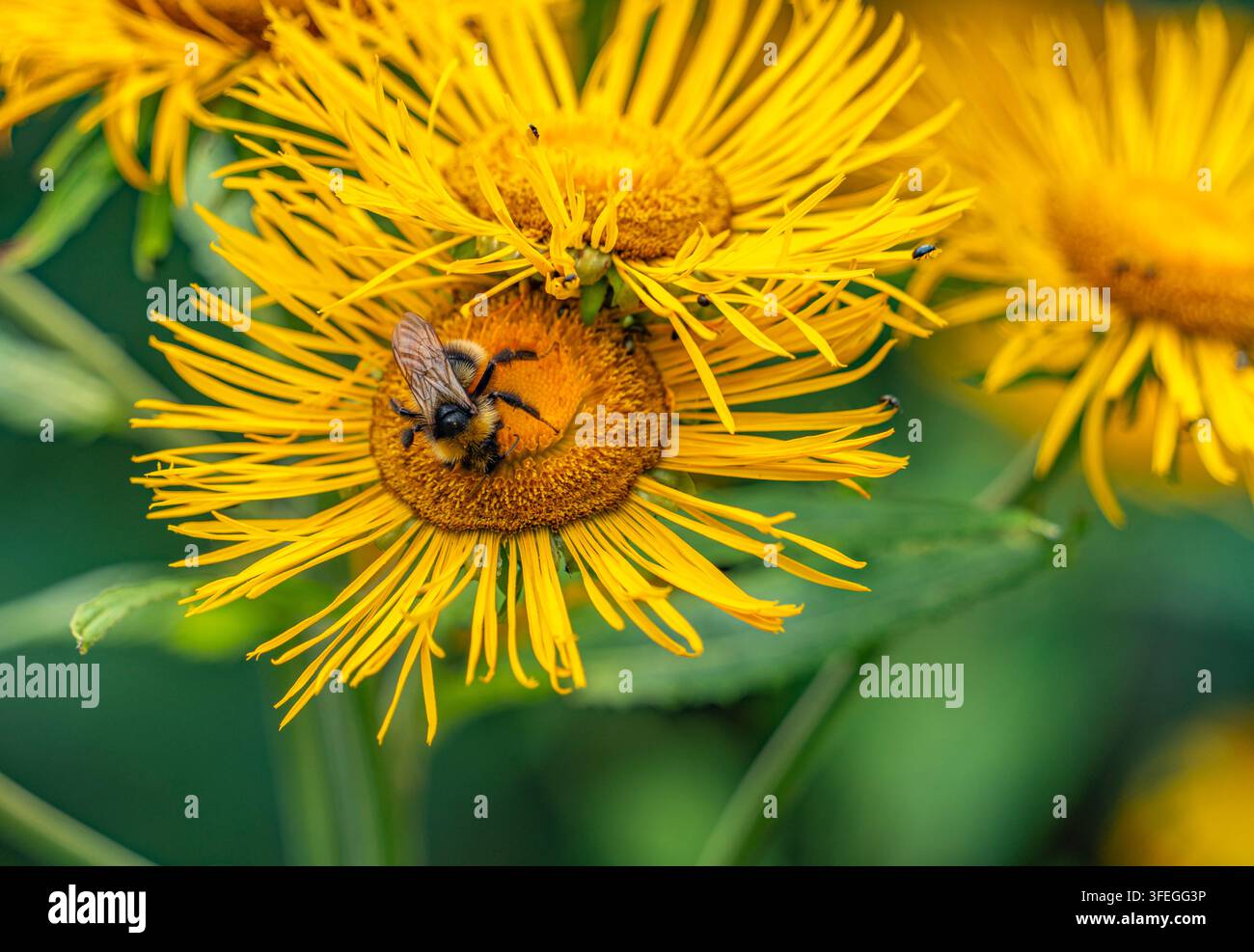 Bourdon sur tête de fleur jaune d’œil de bœuf dans un environnement vert Banque D'Images