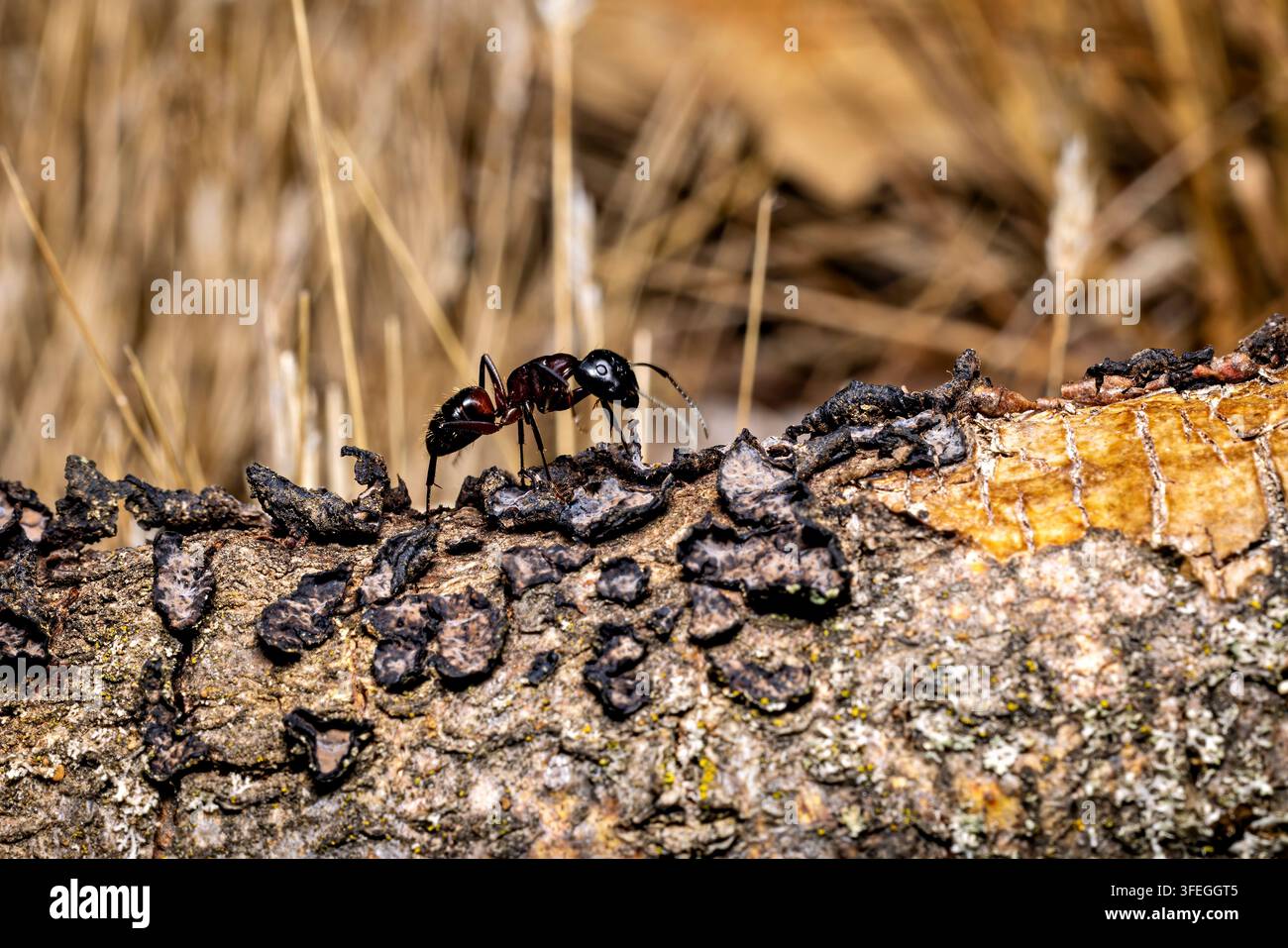 une fourmi ouvrière du genre Camponotus près d'Eisenach en Thuringe, Allemagne Banque D'Images