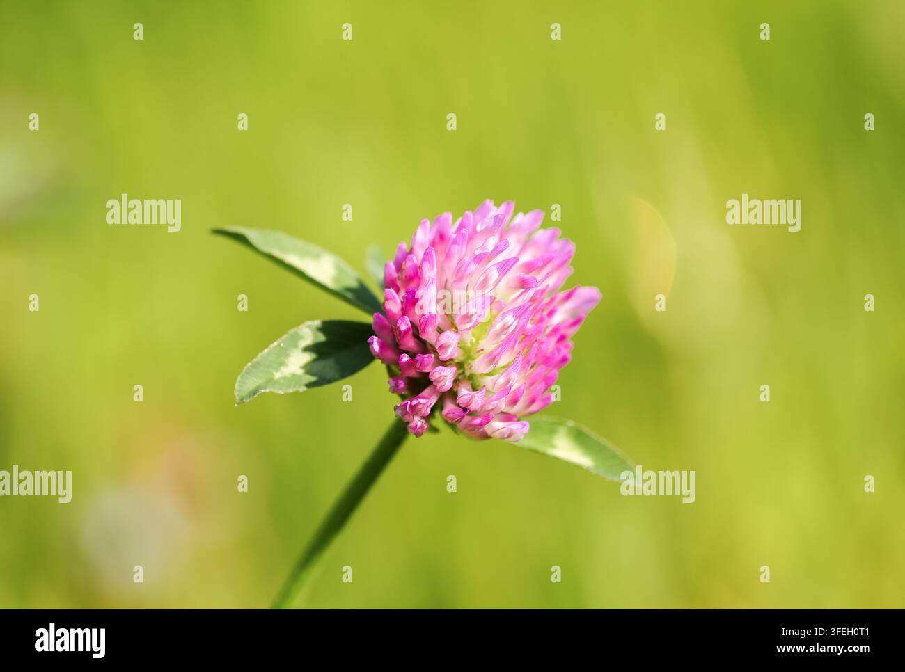 Grossissement d'une fleur de trèfle rose sur un fond vert. Banque D'Images