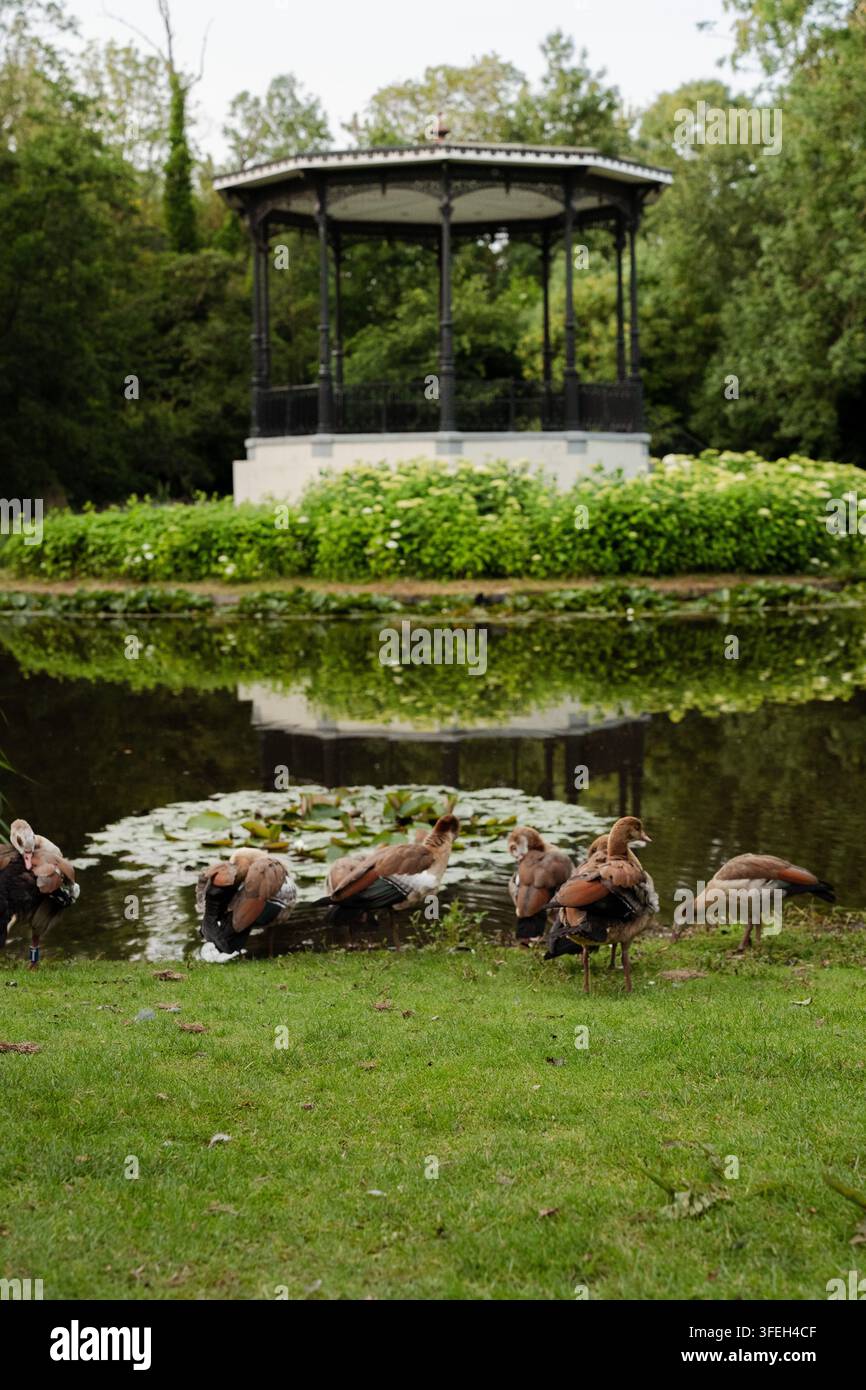 Oies égyptiennes se relaxant près d'un étang avec un gazebo Banque D'Images