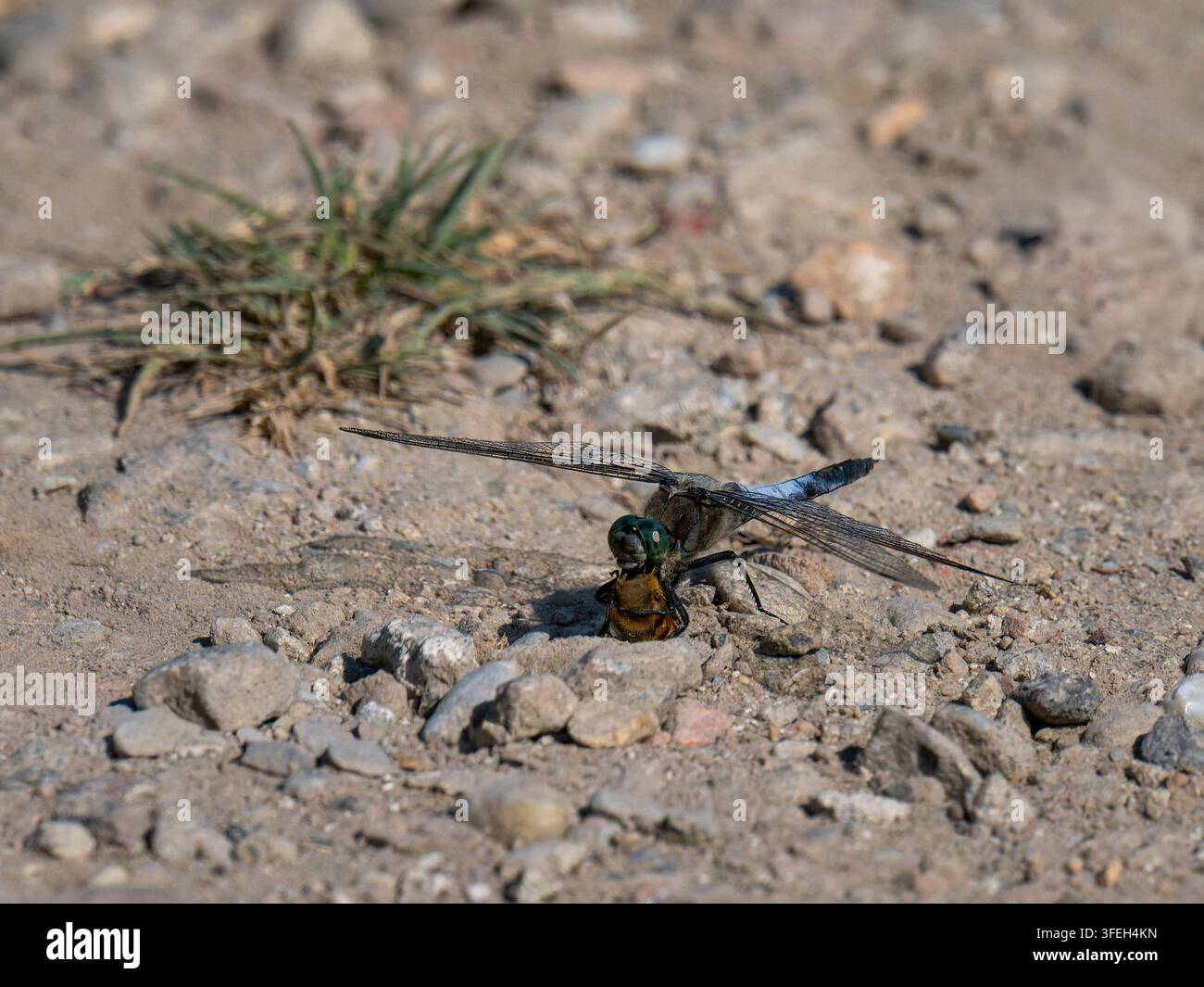 Libellule consommant une abeille sur un sol sec, illustrant une interaction prédateur-proie dans la nature Banque D'Images