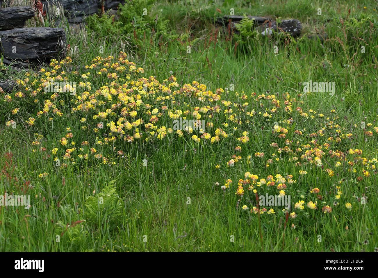 Gaillet des vignes commun, Gaillet des vignes ou Plante cicatrisante, Anthyllis vulneraria subsp. corbierei, Fabacées. Sud-Ouest du Pays de Galles, Royaume-Uni. Banque D'Images