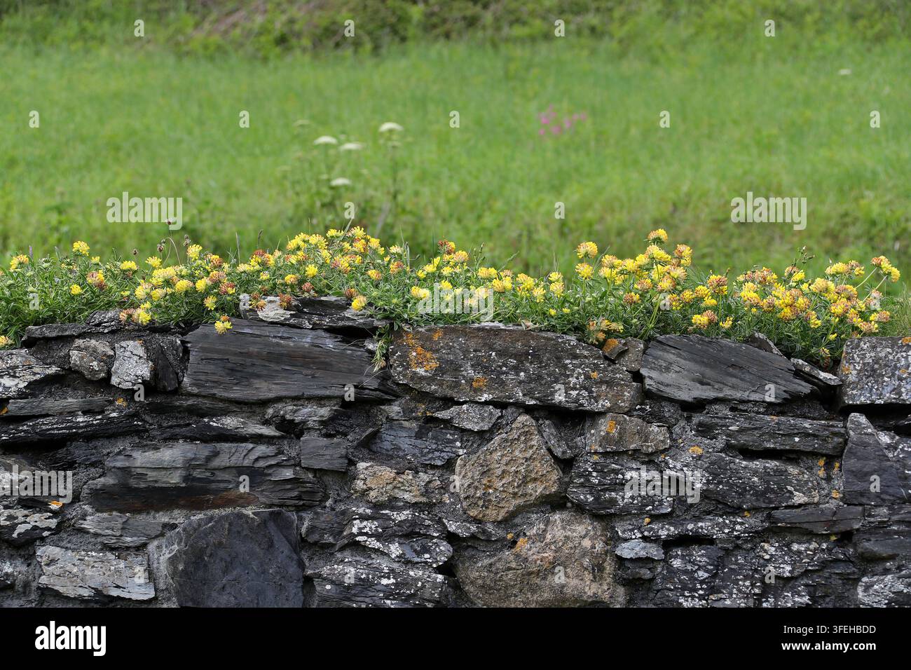 Gaillet des vignes commun, Gaillet des vignes ou Plante cicatrisante, Anthyllis vulneraria subsp. corbierei, Fabacées. Sud-Ouest du Pays de Galles, Royaume-Uni. Banque D'Images