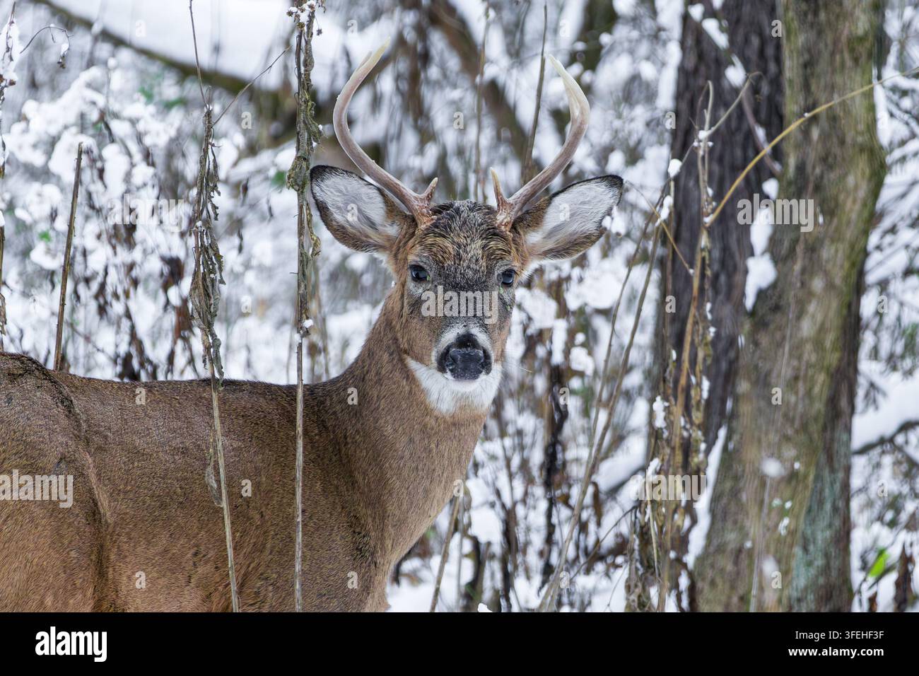 Cerf à queue blanche Odocoileus Virginianus dans son habitat naturel de faune sauvage Banque D'Images