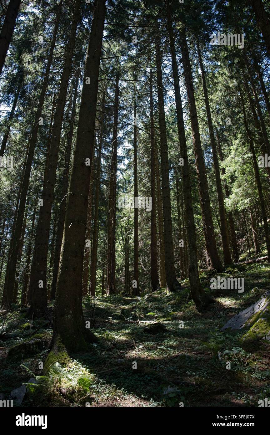 Des pins et des sapins droits et élancés s'élevant vers le ciel dans une forêt alpine dense baignée de soleil sur le versant de la montagne Predigstuhl à Bad Goisern. Banque D'Images