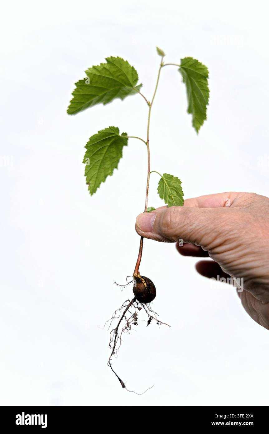 main, noisette, plantule, racine Banque D'Images