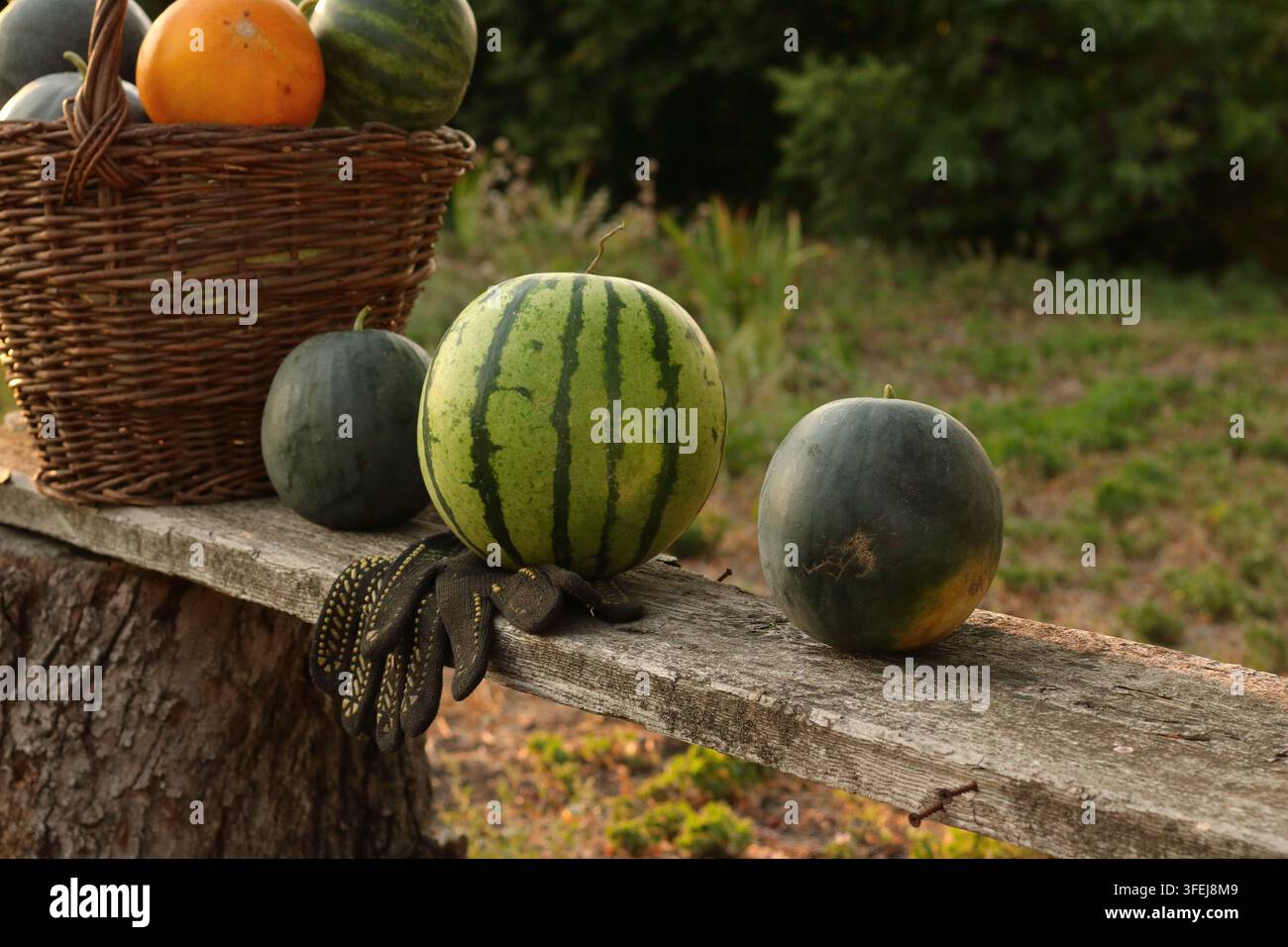 Variétés d'agrumes sur un banc en bois rustique Banque D'Images