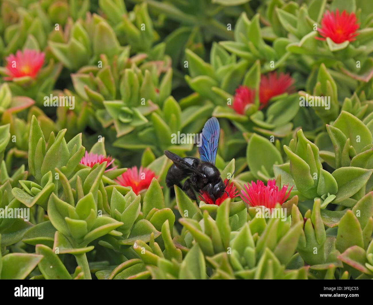 Abeille toute noire dans un jardin près de Marsala, Sicile, Italie Banque D'Images
