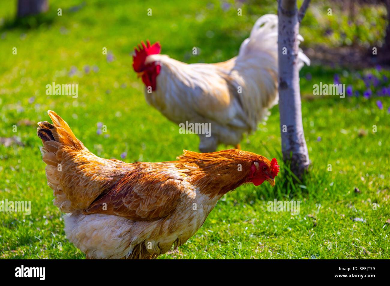 Vue rapprochée d'une poule aux plumes brun-rouge et d'un coq au plumage blanc dans un champ vert vif. La lumière vive du soleil renforce l'atmosphère joyeuse, mettant en valeur l'herbe luxuriante et les petites fleurs violettes. Banque D'Images