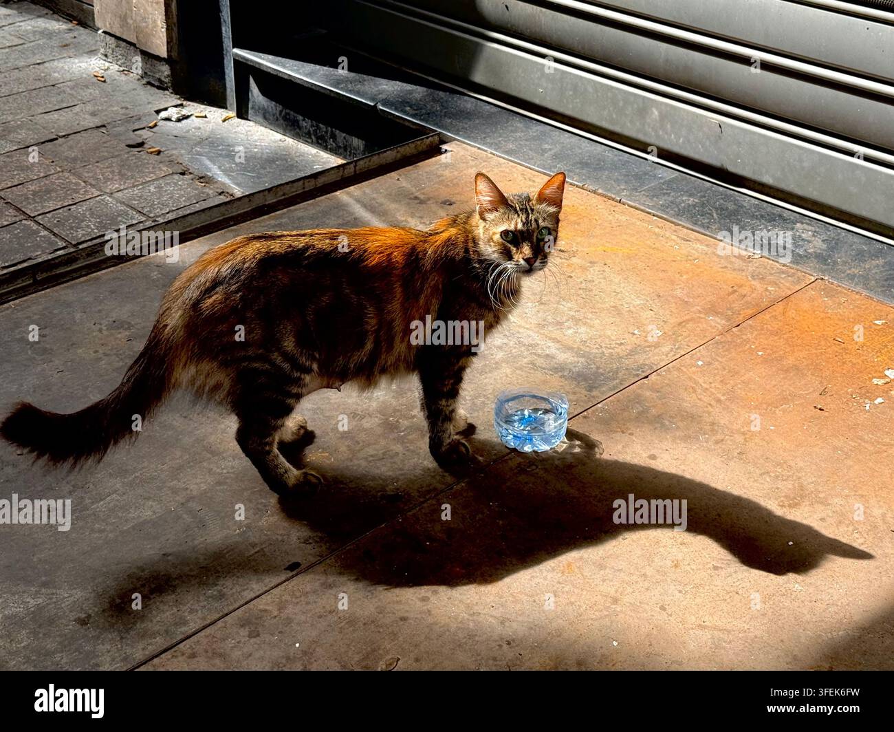 Tunis, Tunisie, 2026. De l'eau est laissée pour un chat de rue dans un bol improvisé fabriqué à partir d'une bouteille en plastique réutilisée pendant une période de chaleur estivale extrême et de graves pénuries d'eau, illustrant les efforts quotidiens pour aider les animaux à faire face à la crise climatique et hydrique croissante de la Tunisie Banque D'Images