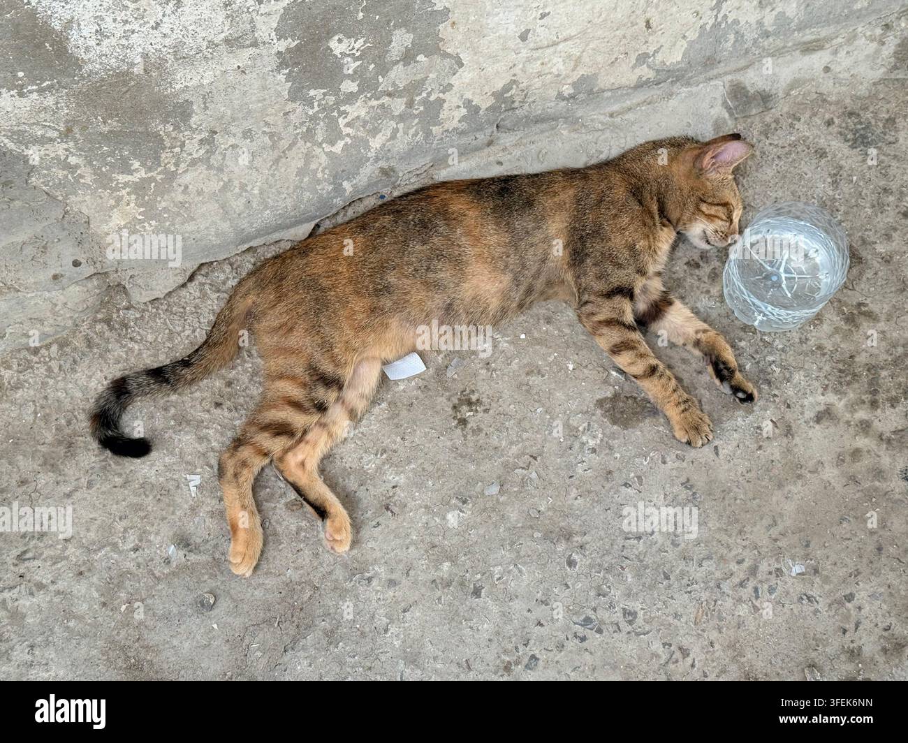Tunis, Tunisie, 2026. De l'eau est laissée pour un chat de rue dans un bol improvisé fabriqué à partir d'une bouteille en plastique réutilisée pendant une période de chaleur estivale extrême et de graves pénuries d'eau, illustrant les efforts quotidiens pour aider les animaux à faire face à la crise climatique et hydrique croissante de la Tunisie Banque D'Images