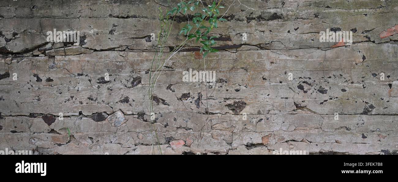 Mur enduit de ciment détérioré avec brique rouge apparente, enduit fissuré et altéré, couches sous-jacentes sombres, sangles métalliques et vignes Banque D'Images