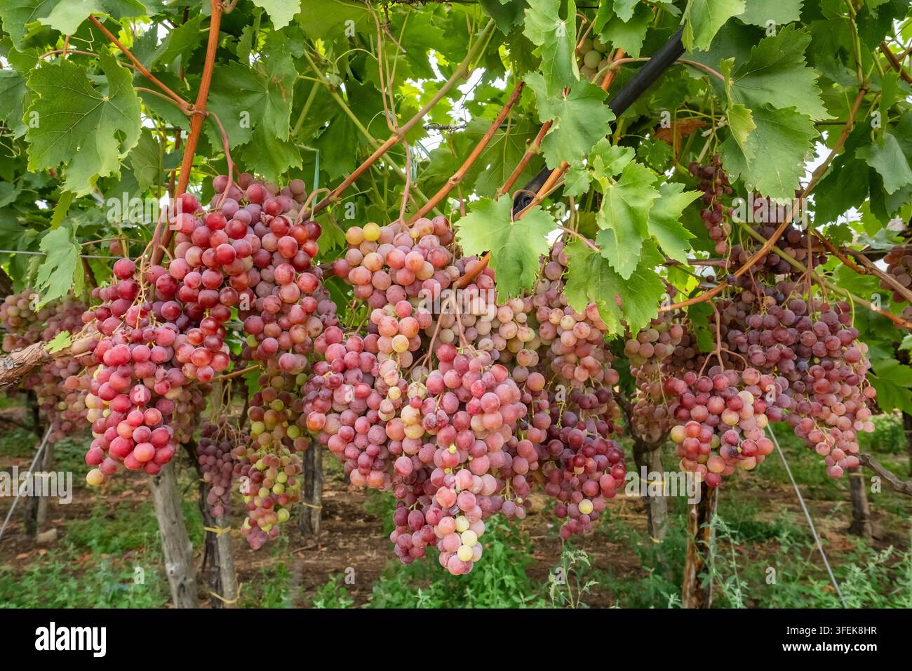 Raisins rouges mûrs accrochés sur des vignes dans un vignoble Banque D'Images