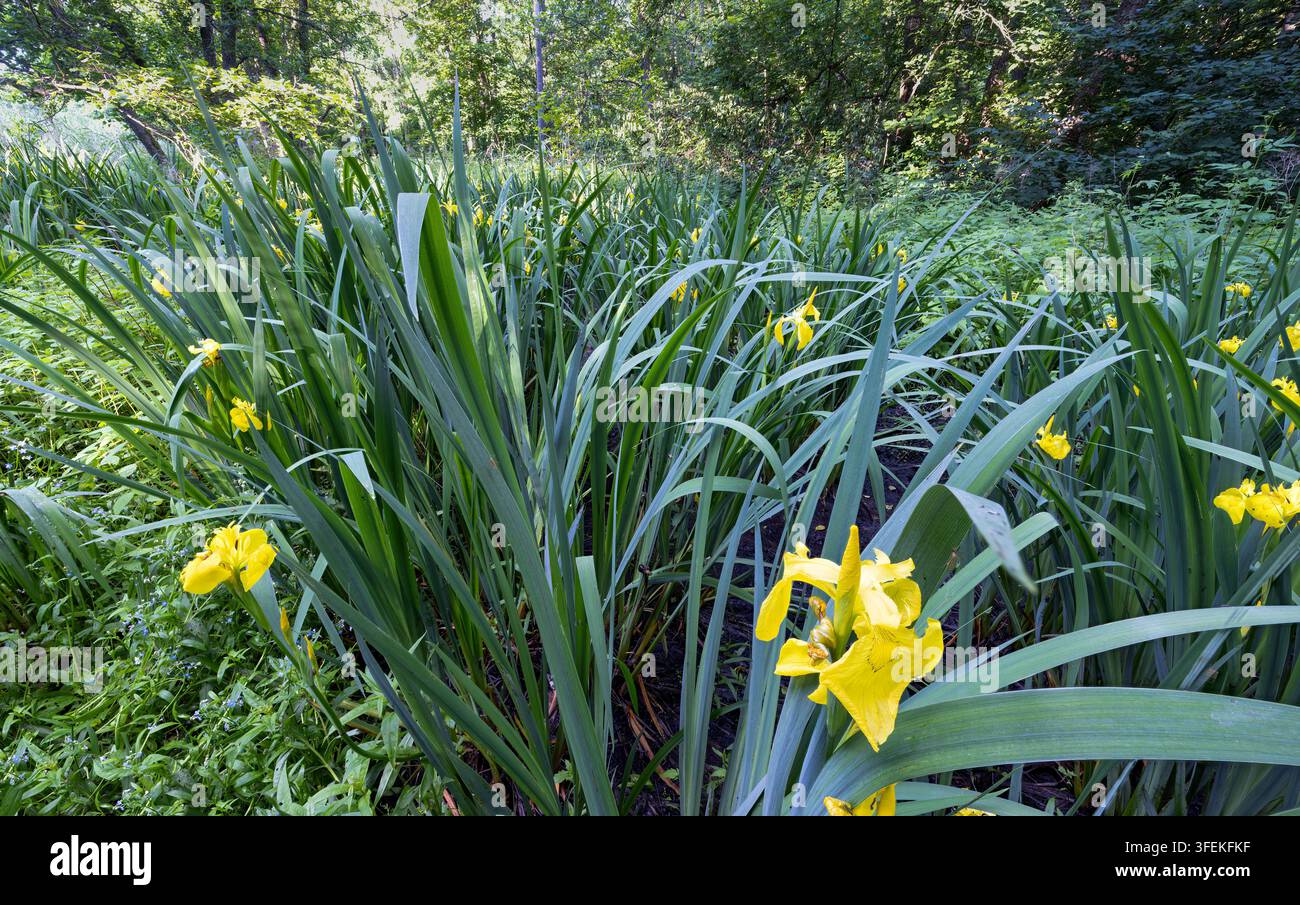Iris jaune poussant sur des marais Banque D'Images