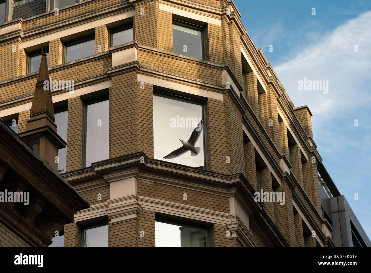 Une mouette se reflète dans une fenêtre sur Carter Lane près de Ludgate Hill à Londres, capturant la faune urbaine devant une architecture historique. Banque D'Images