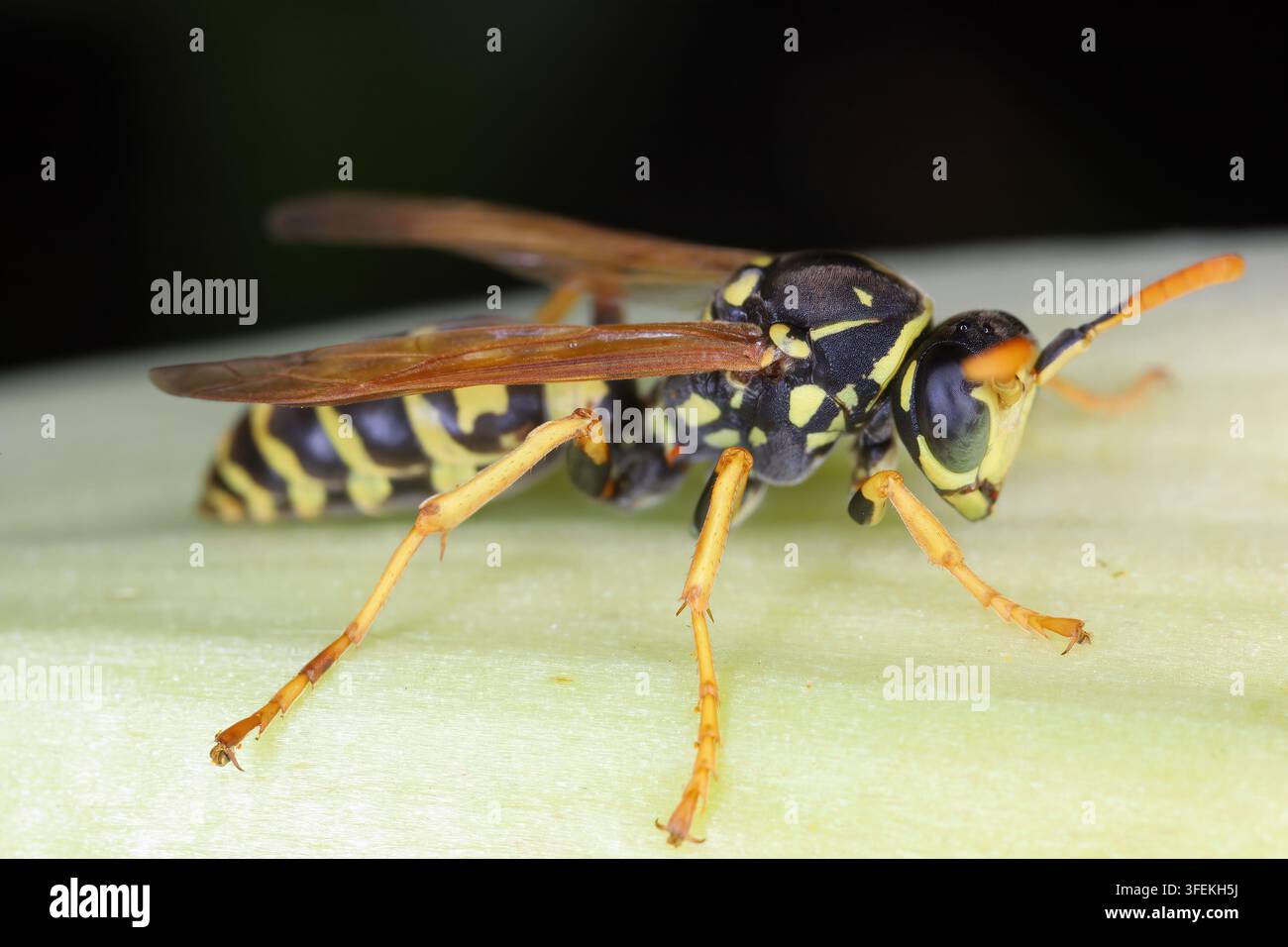 Guêpe arboricole ou guêpe papier gros plan Latin dolichovespula sylvestris ou polistes gallicus ou dominula Banque D'Images