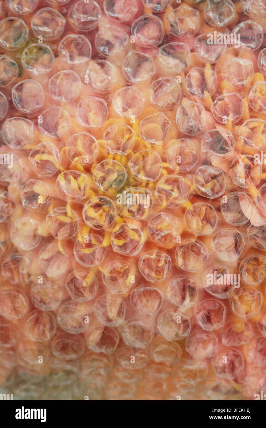 Close-up d'un bouquet délicat de chrysanthèmes pêche photographié à travers du film à bulles transparent. Formes florales douces et déformées, lumière douce, thé abstrait Banque D'Images