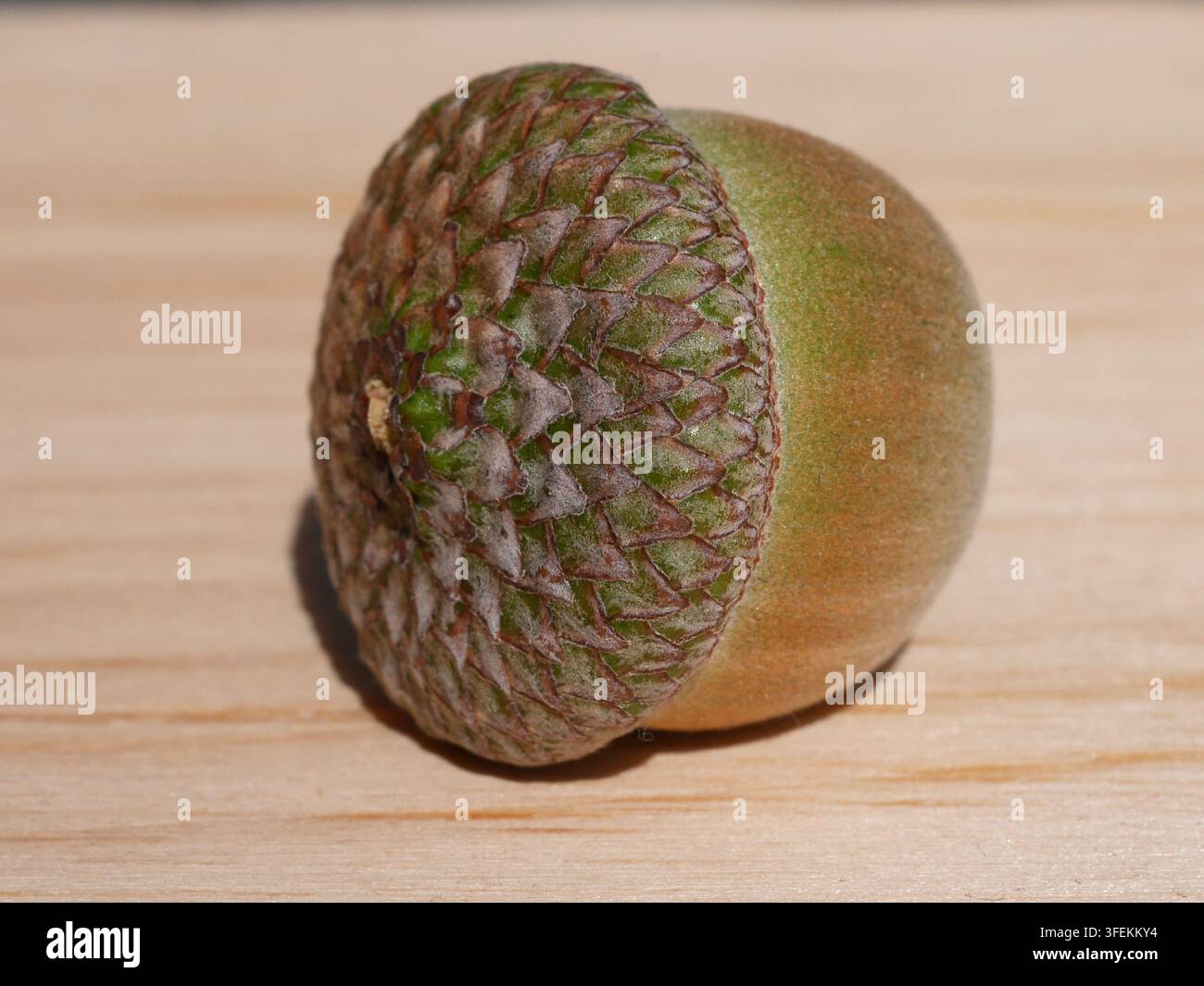Grossissement d'une glande de chêne rouge du Nord (Quercus rubra) sur une surface en bois Banque D'Images