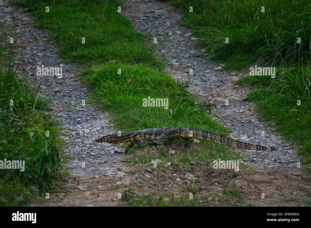 Varan d'eau asiatique (Varanus salvator) traversant la route dans le parc national de Kaziranga, Assam, Inde. Banque D'Images