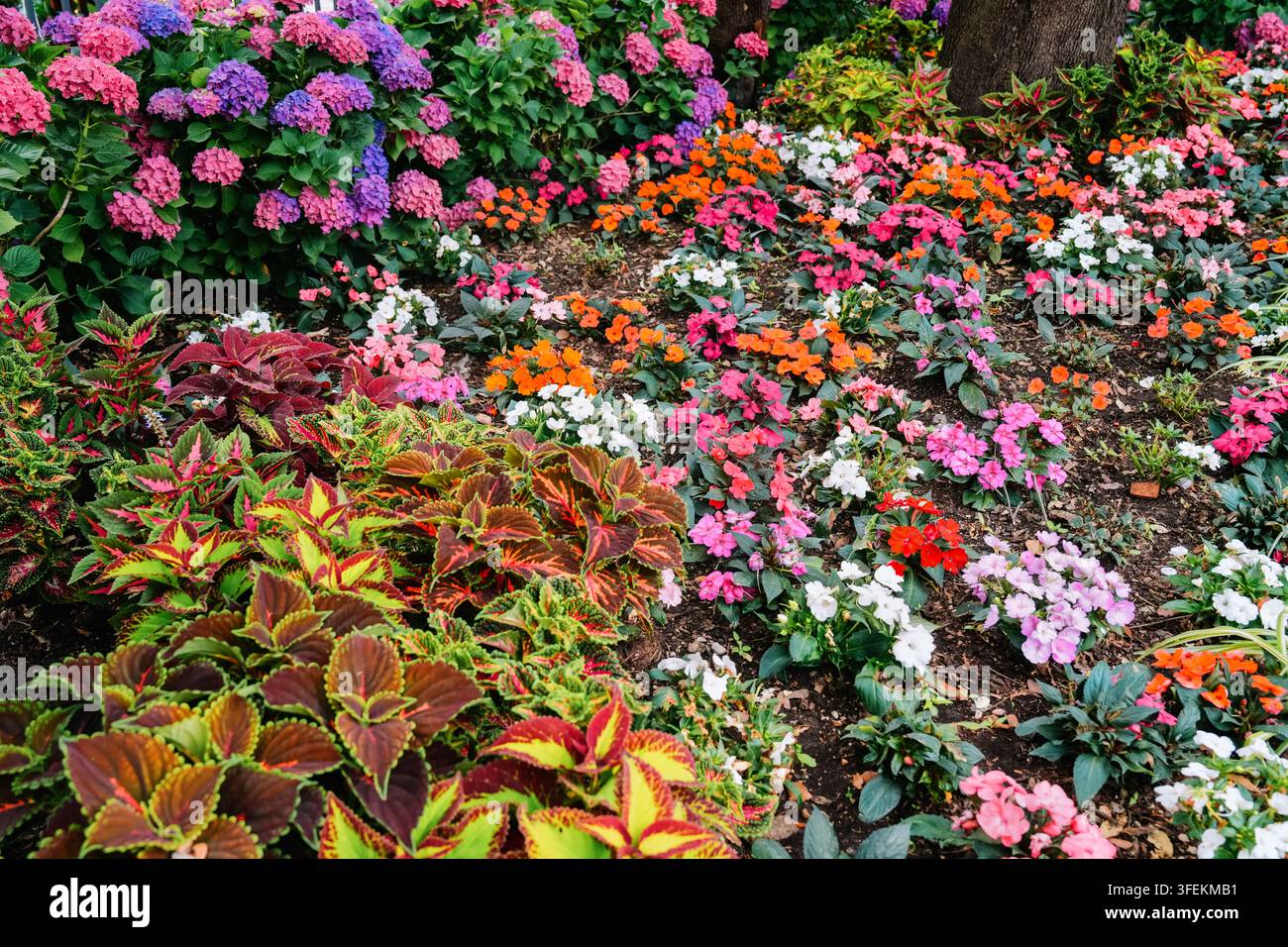 Jardin coloré avec des fleurs en fleurs et des plantes vibrantes Banque D'Images