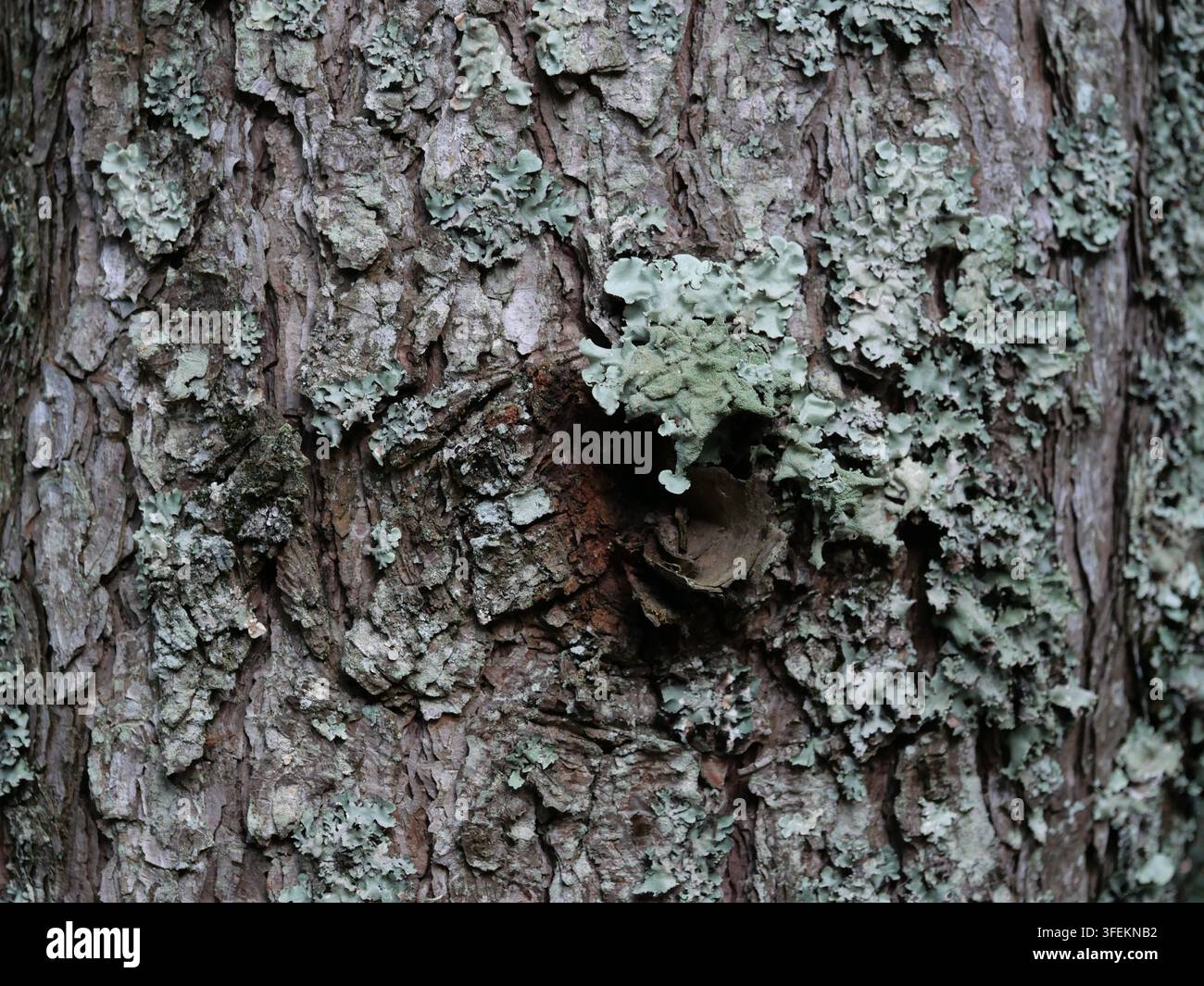 Liches foliacés vert pâle poussant sur une écorce d'arbre texturée au parc Naritasan, préfecture de Chiba, Japon, photographiés fin mai. Banque D'Images