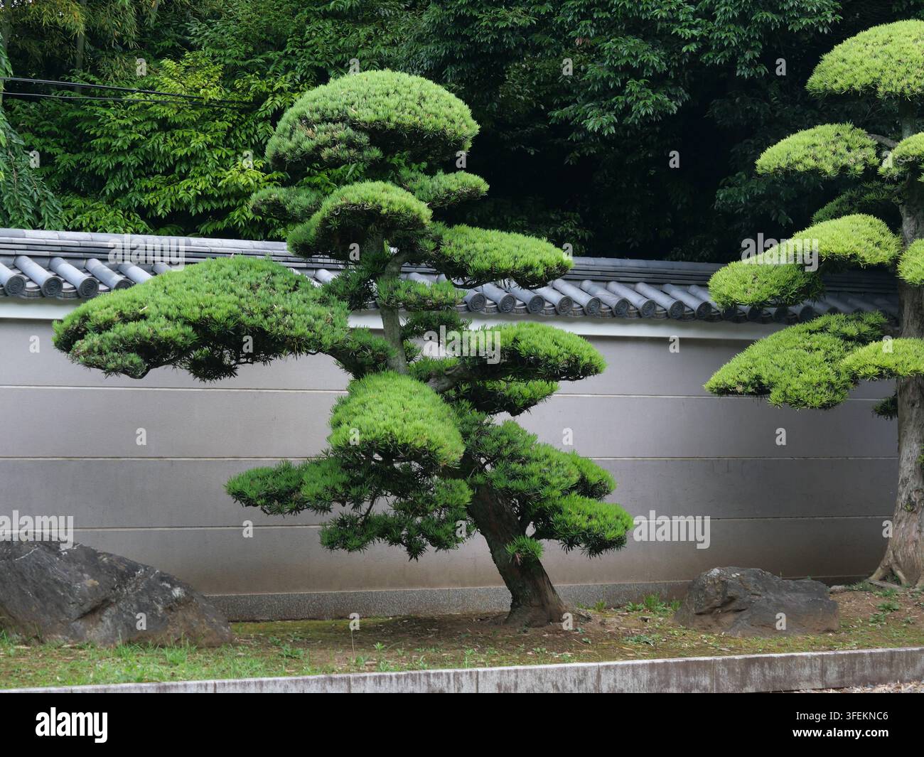 Pinus soigneusement taillée en style niwaki traditionnel dans un jardin japonais de la préfecture de Chiba, au Japon, photographiée fin mai. Banque D'Images