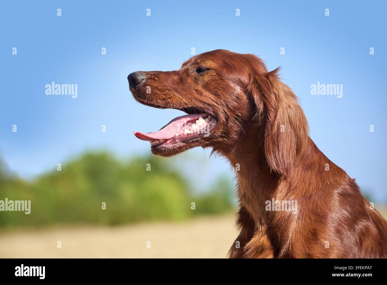 Portrait d'un chien de race Irish Red Setter au pelage châtain. Le chien est assis dans un champ. Promenade avec un chien de chasse en dehors de la ville. Banque D'Images