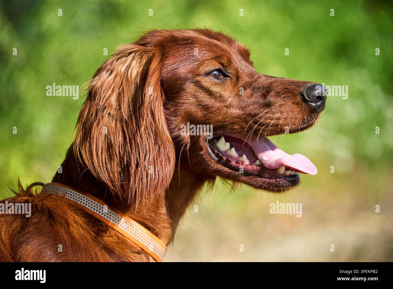 Portrait d'un chien de race Irish Red Setter au pelage châtain. Le chien est assis dans un champ. Promenade avec un chien de chasse en dehors de la ville. Banque D'Images