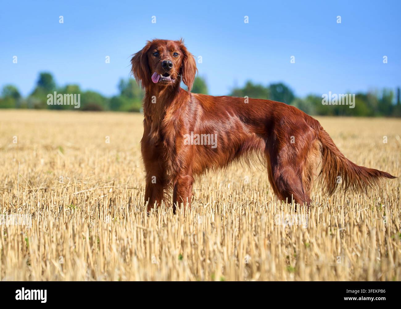 Portrait d'un chien de race Irish Red Setter au pelage châtain. Le chien se tient dans un champ. Promenade avec un chien de chasse en dehors de la ville. Banque D'Images