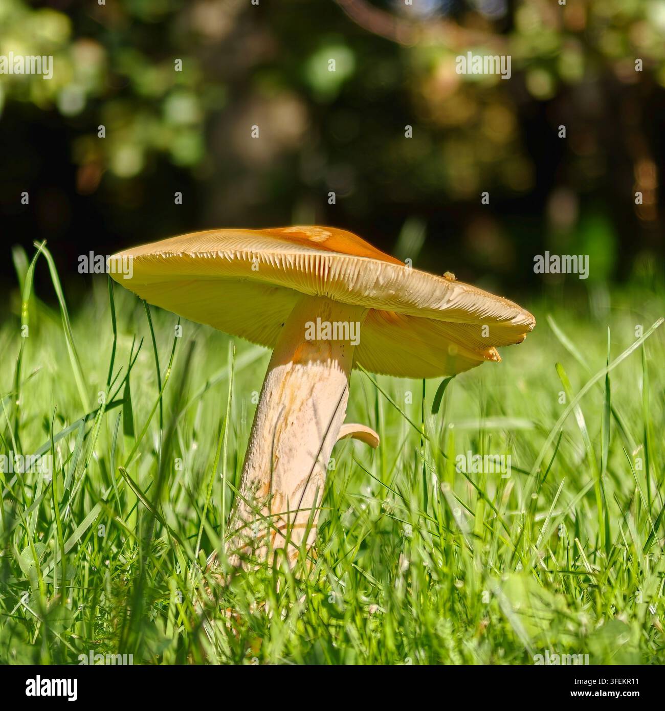 Gros plan en bas d'un champignon sauvage poussant dans l'herbe verte baignée de soleil, montrant des lamelles pâles sous une calotte orange-brun. Banque D'Images