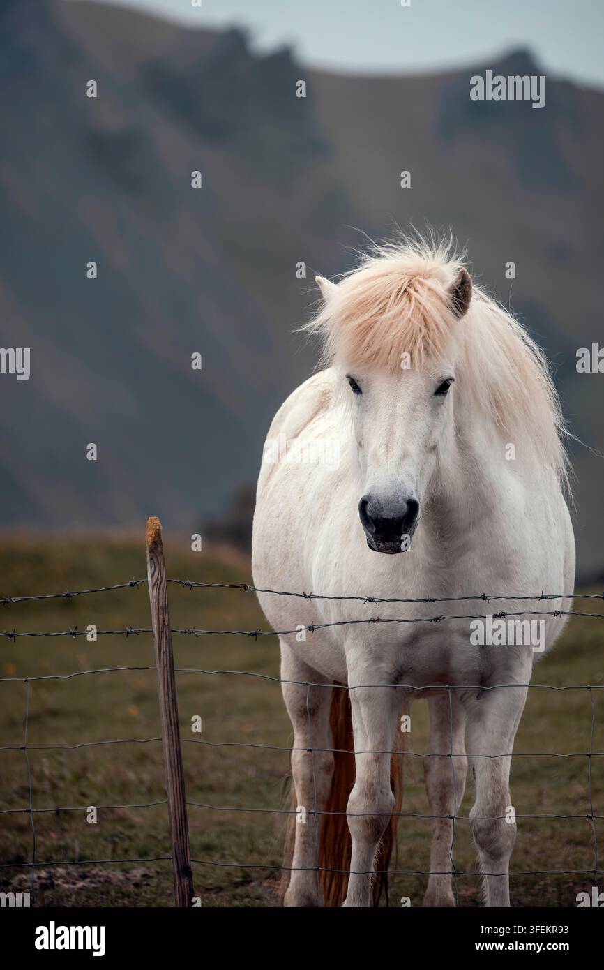 Cheval islandais - Equus ferus caballus Banque D'Images