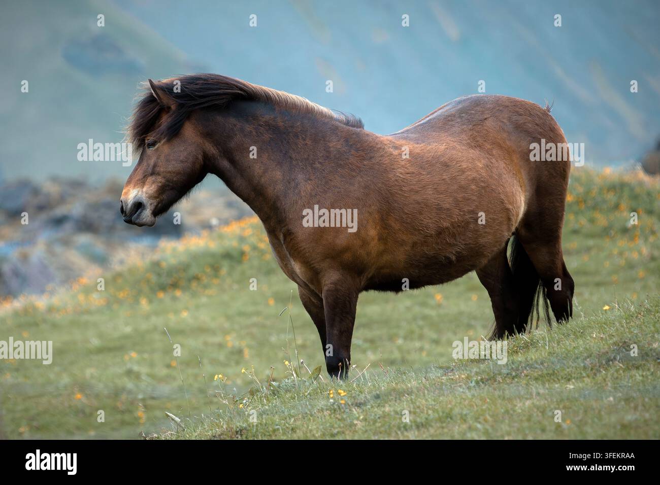 Cheval islandais - Equus ferus caballus Banque D'Images