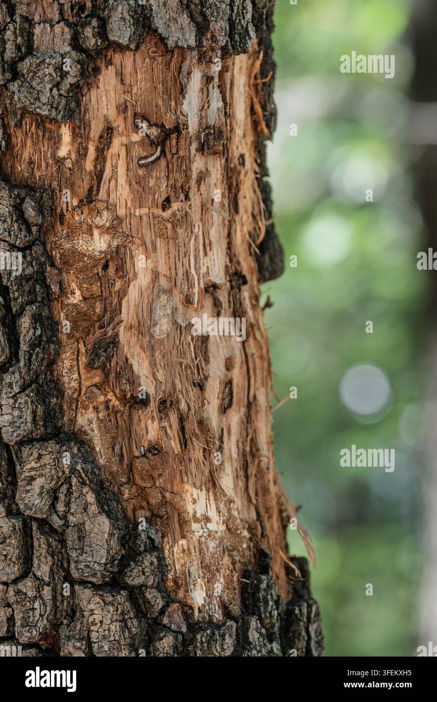Sous l'écorce, les larves du scolytide de l'olivier ont créé de vastes galeries de dévoration. Ces insectes envahissants perturbent le flux de nutriments de l'arbre, entraînant finalement Banque D'Images