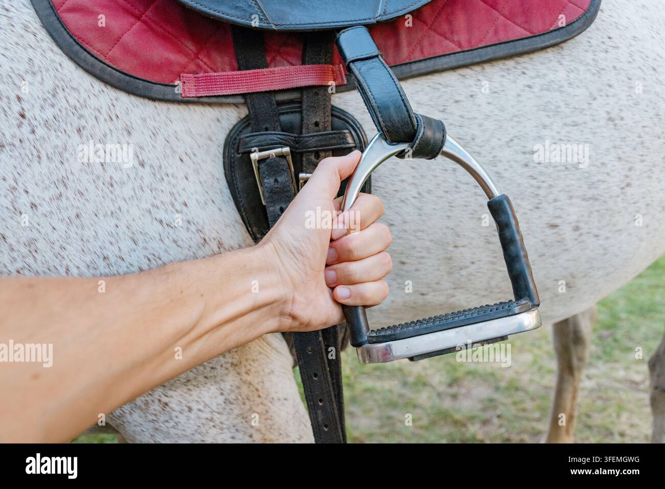 Main saisissant un fer à étrier métallique contre le flanc d'un cheval gris lors de la préparation à l'équitation. Banque D'Images