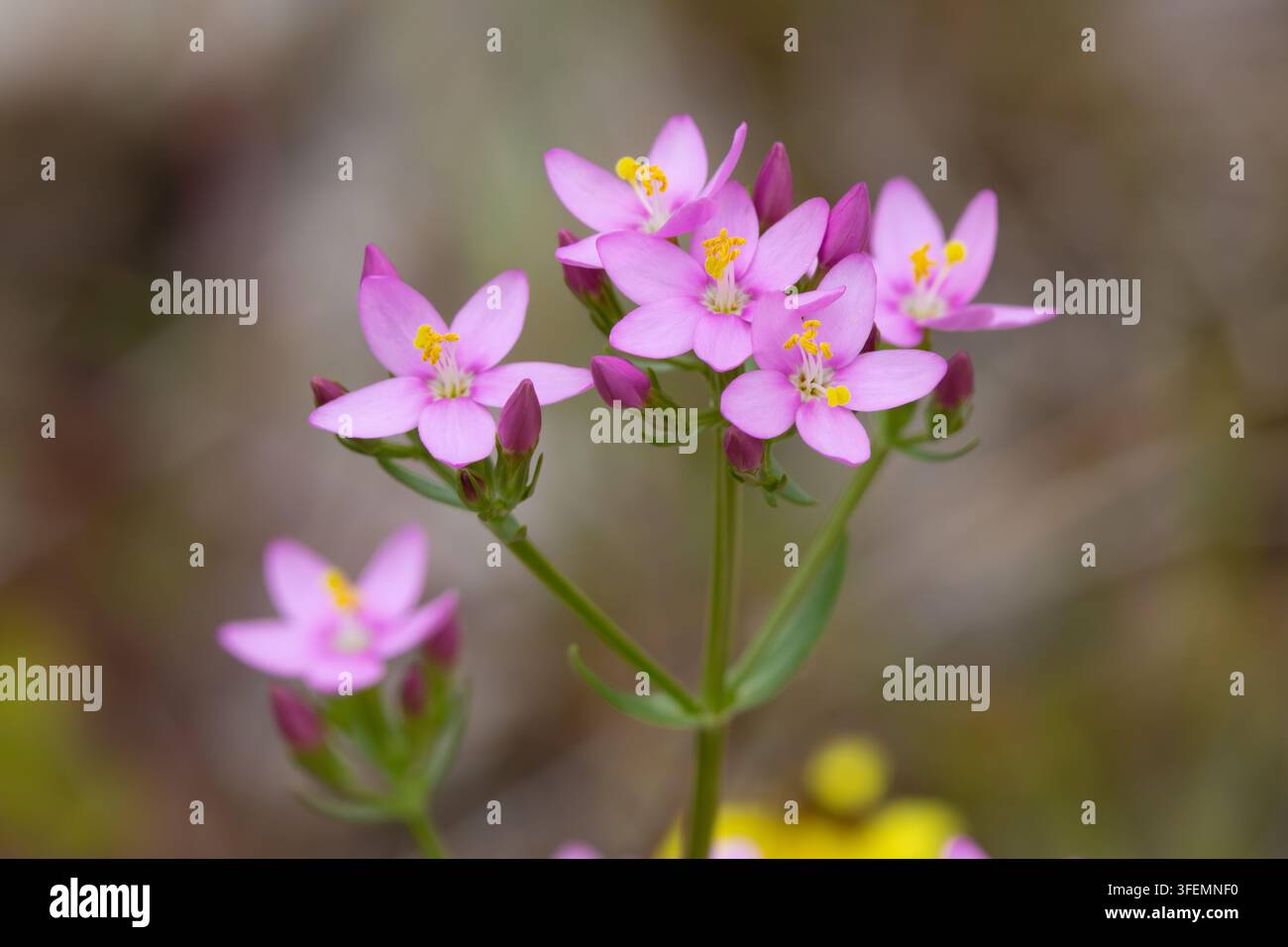 Close-up d'une plante centaurée commune dans une prairie en été, Angleterre, Royaume-Uni. Banque D'Images