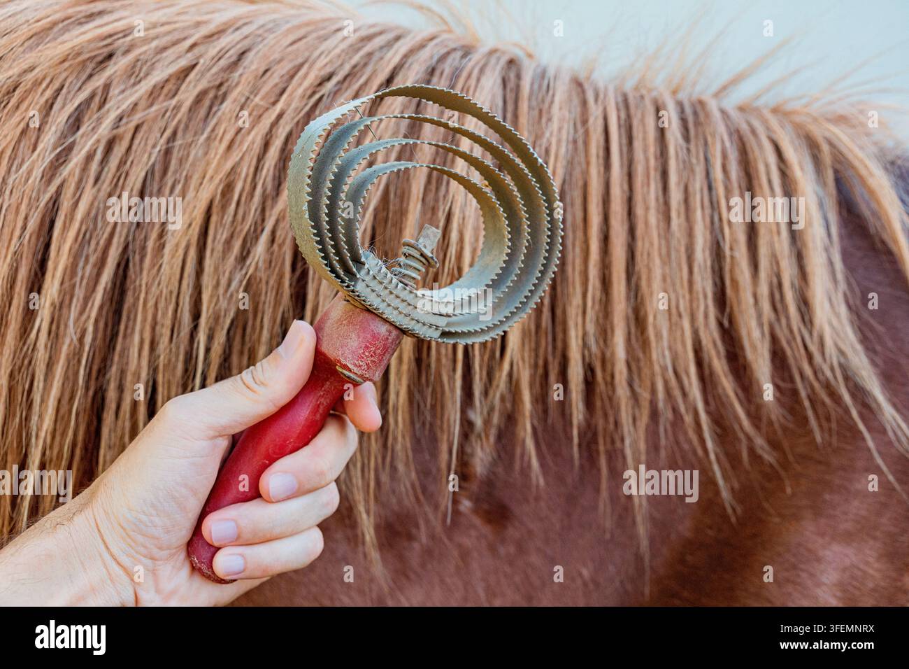 Une personne saisit un peigne à crins en métal enroulé contre le pelage brun riche d'un cheval bai, en retirant la saleté et les poils morts pendant le toilettage. Banque D'Images