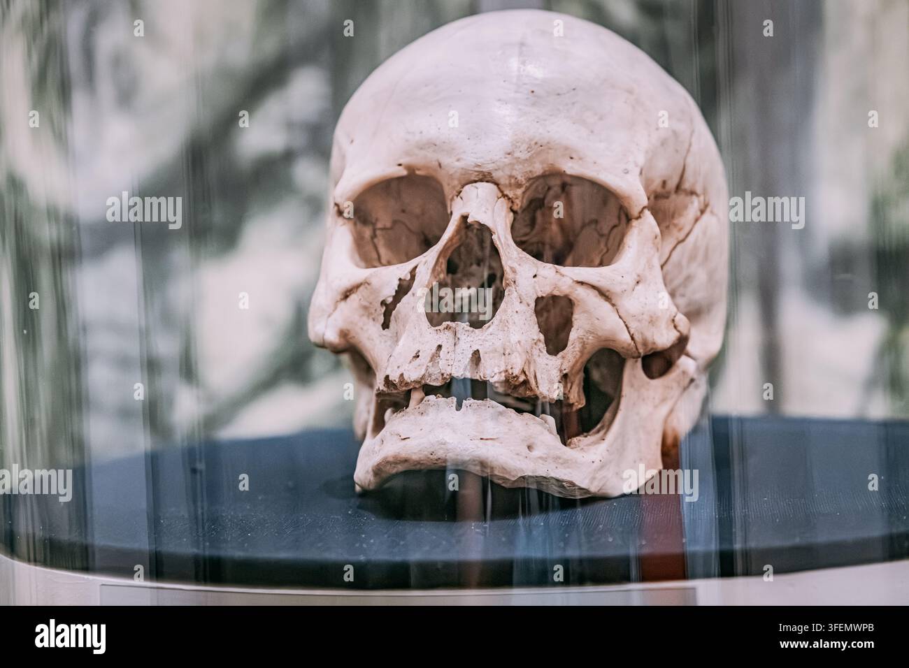 12 juillet 2026, Niš, Serbie : Le crâne de Stevan Sindjelic exposé à la Tour des Crânes représentant un mémorial de guerre solennel et un artefact historique Banque D'Images