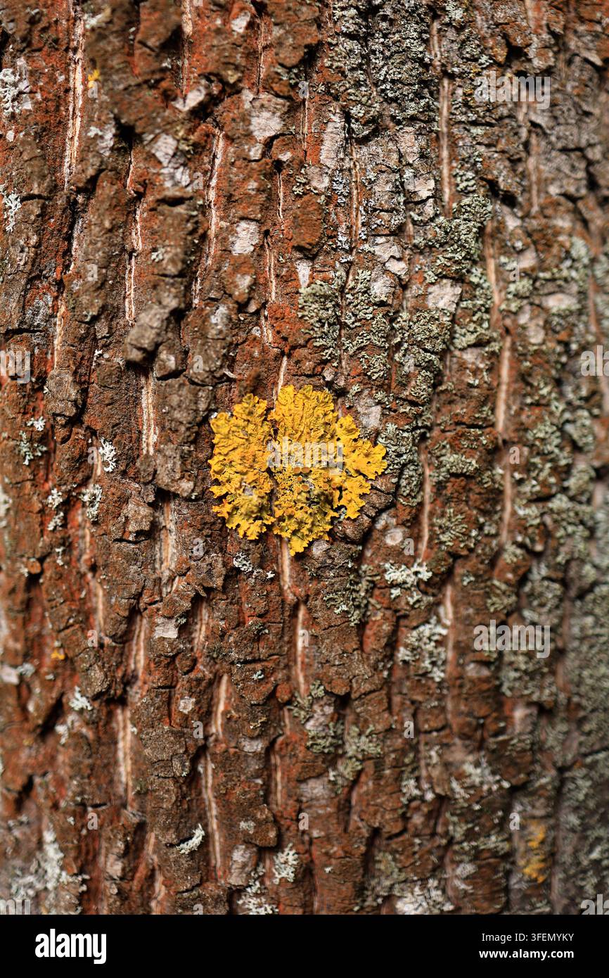 Lichen jaune poussant sur une écorce d'arbre brune texturée, détail naturel en gros plan. Banque D'Images
