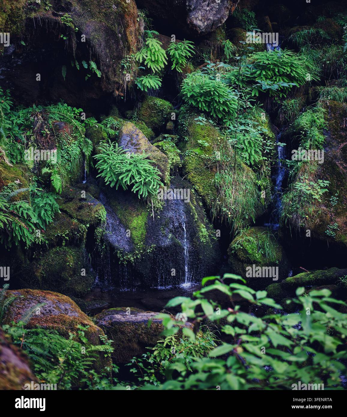 Eau douce ruisselant le long d'un mur de roche couvert de mousse luxuriante et de fougères délicates Banque D'Images