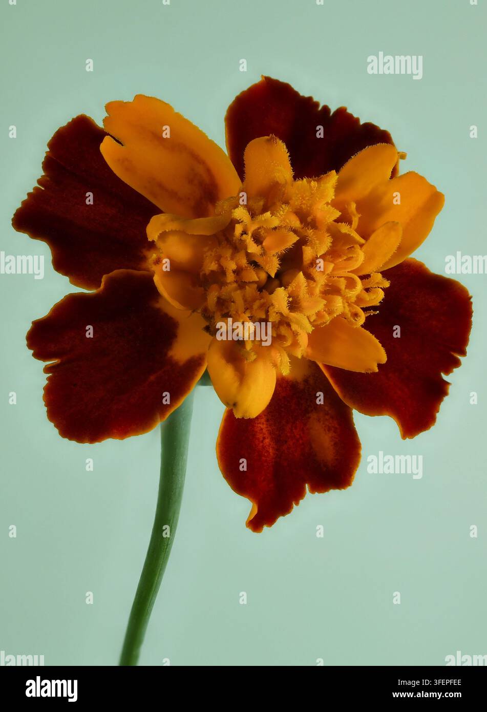 Fleur de soucis français, Tagetes patula, est une fleur vive, bicolore rouge et orange doré avec des pétales à franges Banque D'Images