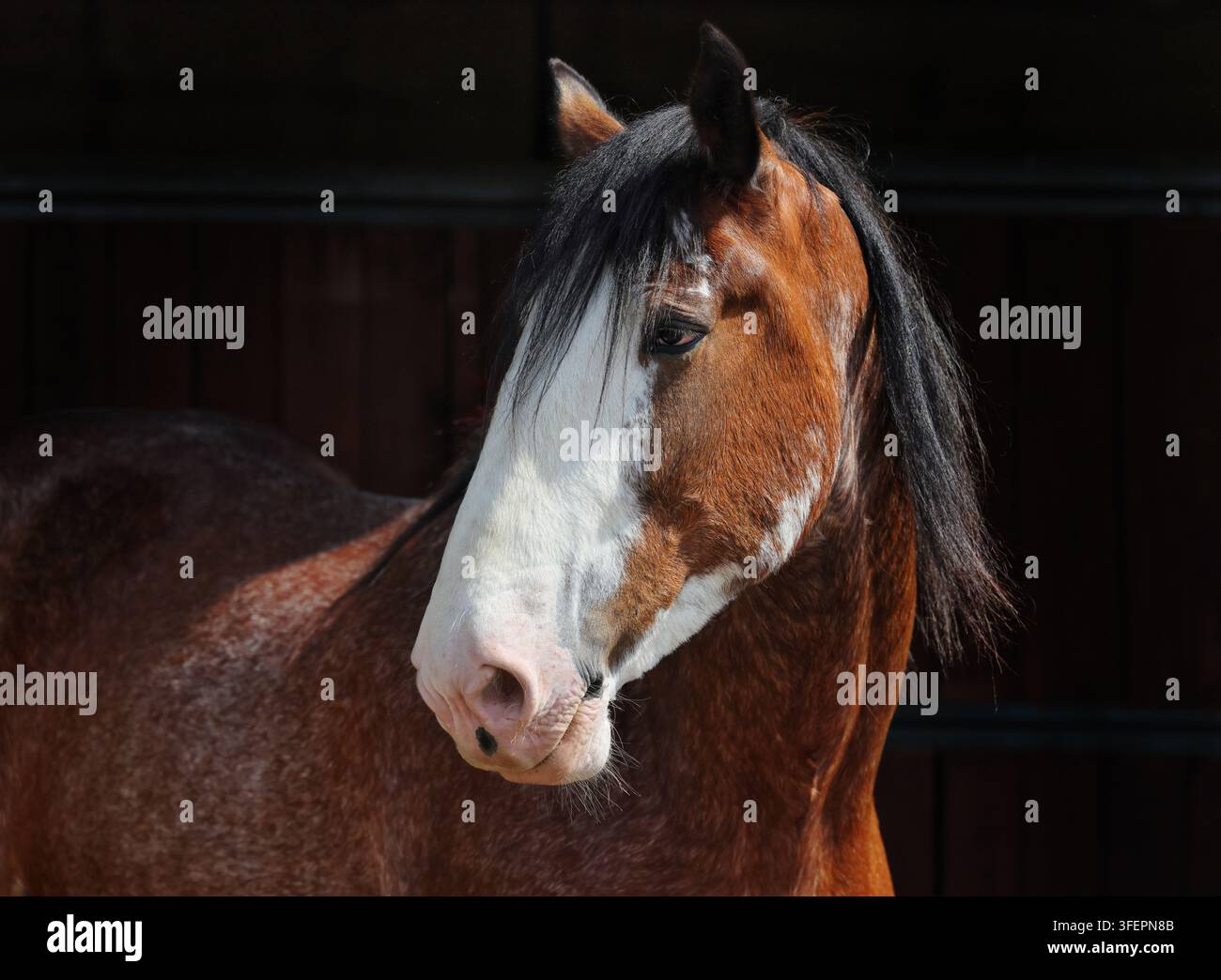 Portrait d'étalon Clydesdale sur fond sombre Banque D'Images