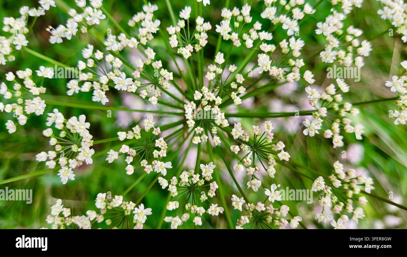 Gros plan dimensionnel d'une fleur de boulette de berger vue du dessus en Suisse Banque D'Images
