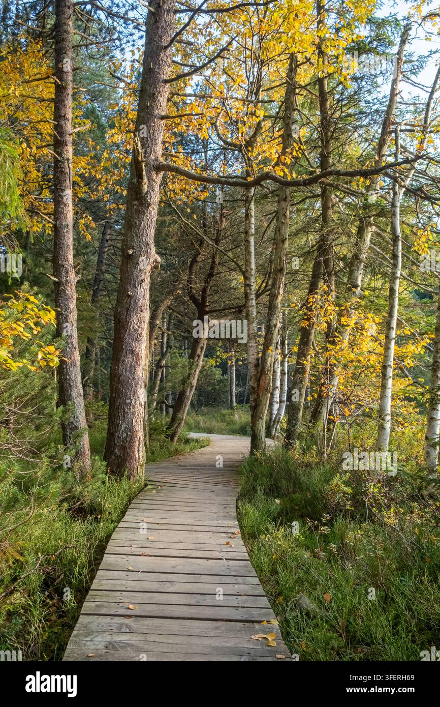 Promenade en bois à travers une forêt d'automne, Forêt Noire Banque D'Images