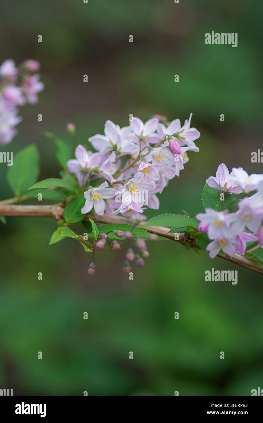 Close-up de la fleur parfumée du buisson de Deutzia, fleurissant au printemps. En raison des récentes canicules au Royaume-Uni cet été, ce buisson fleurit maintenant au printemps. Banque D'Images