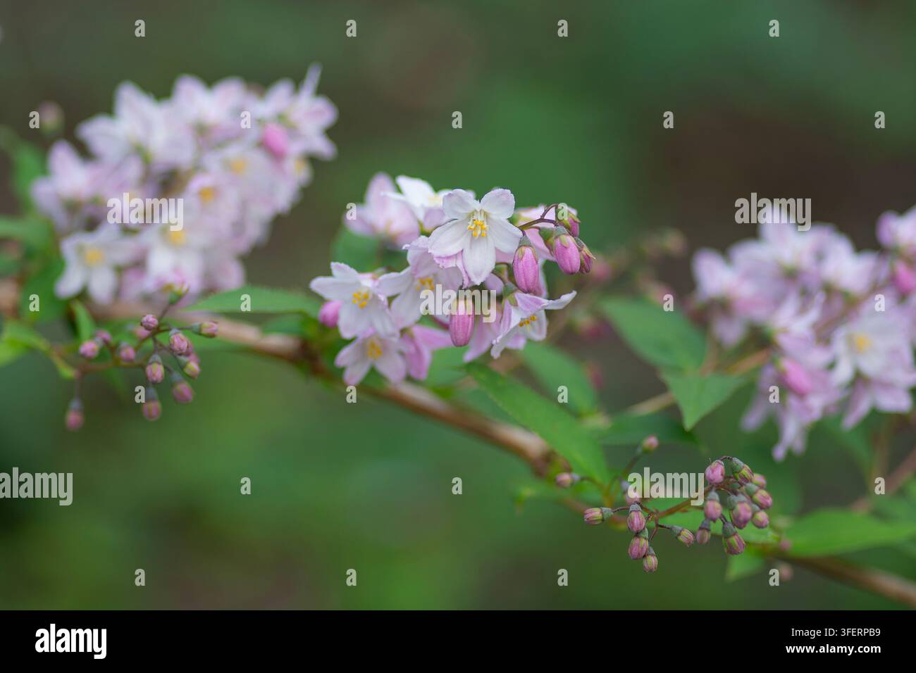 Close-up de la fleur parfumée du buisson de Deutzia, fleurissant au printemps. En raison des récentes canicules au Royaume-Uni cet été, ce buisson fleurit maintenant au printemps. Banque D'Images