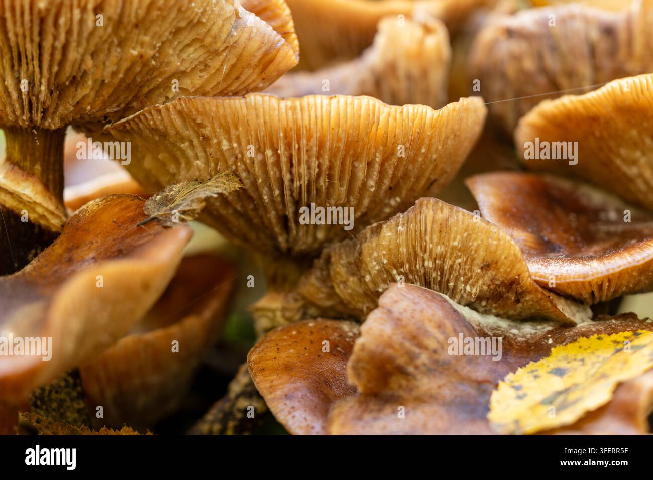 Amas de champignons bruns sauvages avec des lamelles visibles et des feuilles d'automne poussant dans l'ancienne forêt de Bialowieza, mettant en évidence la décomposition naturelle et Banque D'Images
