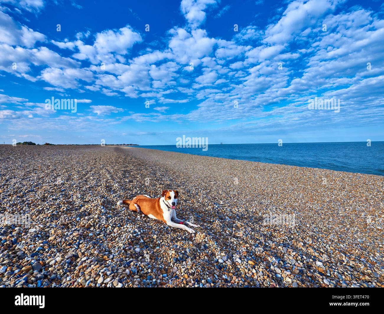 Chien heureux allongé sur une plage de galets au bord de la mer sous un ciel bleu parsemé de nuages Banque D'Images