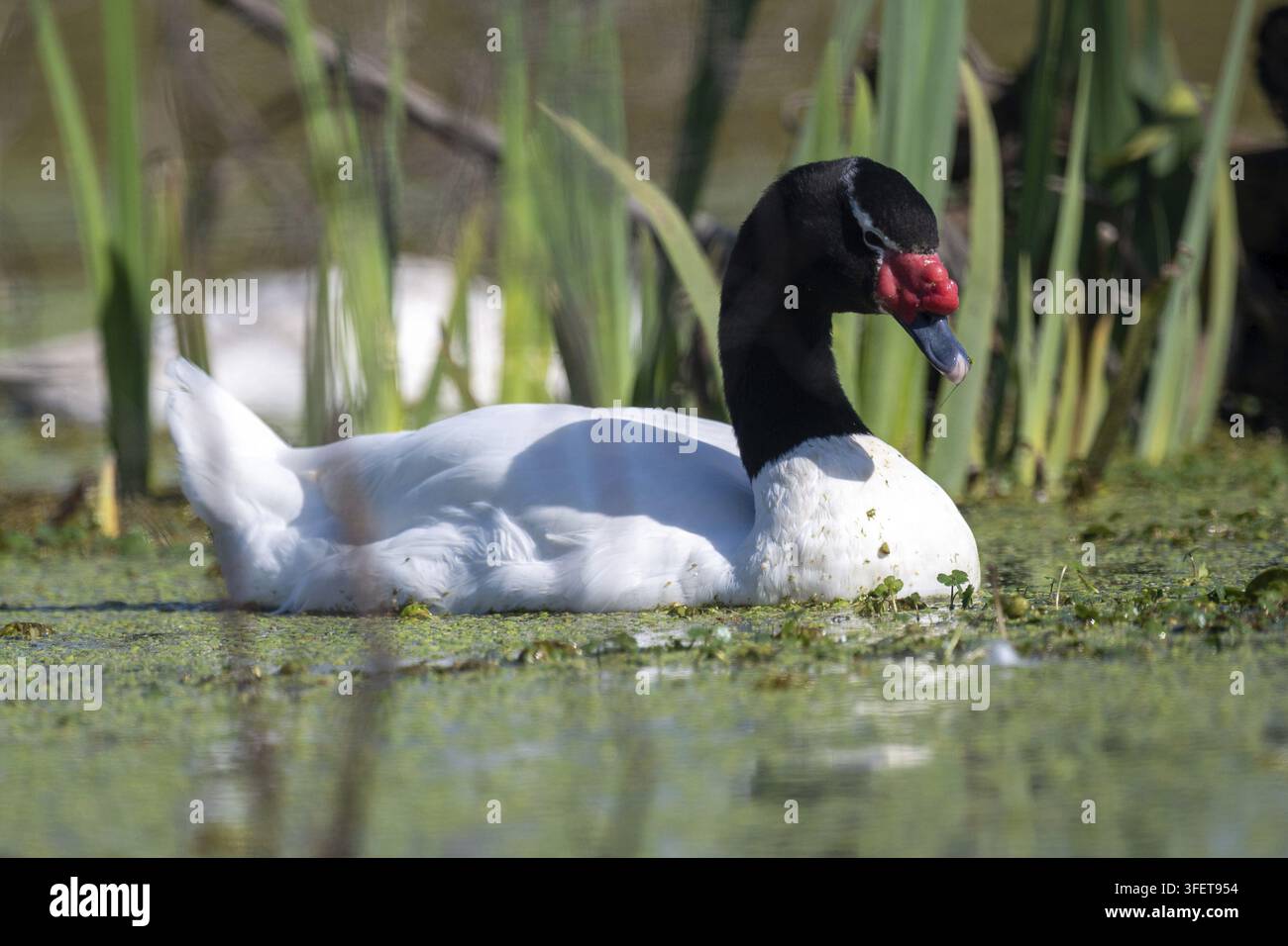 Un cygne à cou noir adulte (Cygnus melancoryphus) sur un lac dans une réserve naturelle à Buenos Aires, Argentine Banque D'Images