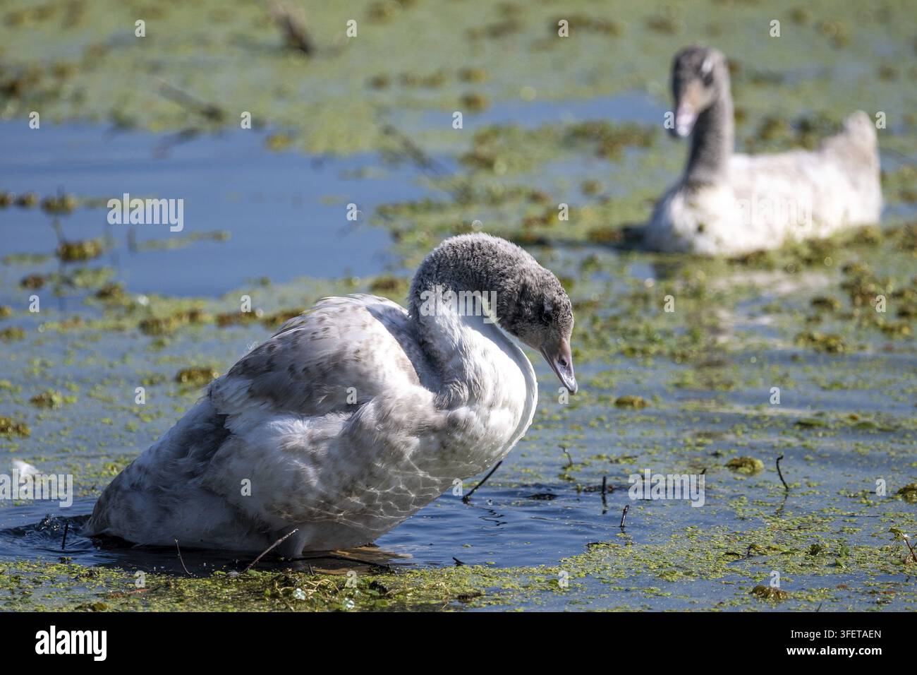 Deux cygnes à cou noir juvéniles (Cygnus melancoryphus) sur un lac dans une réserve naturelle à Buenos Aires, Argentine Banque D'Images