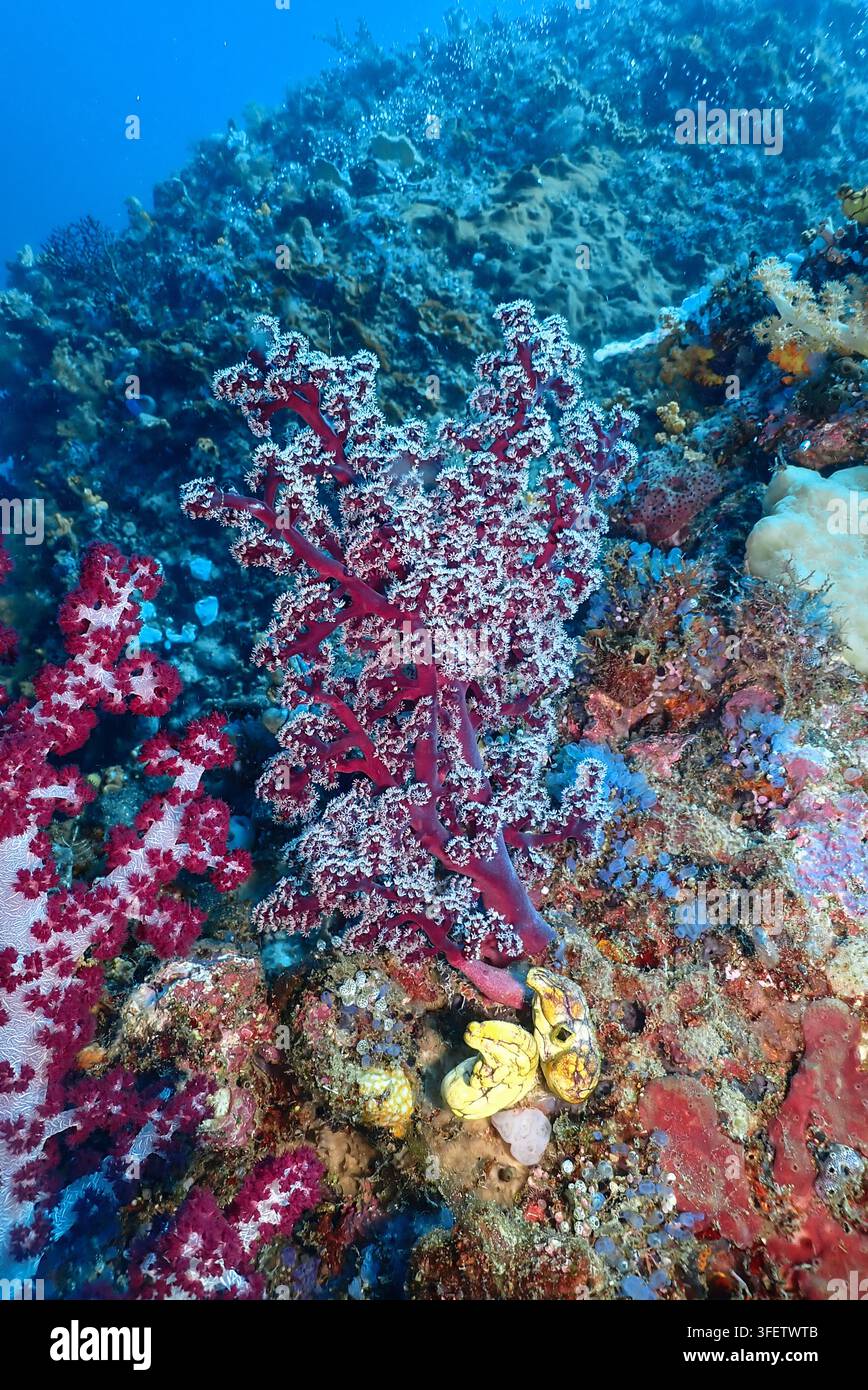 Vue de coraux mous rouge vif sur un récif corallien florissant à Raja Ampat, Sud-Ouest de Papouasie, Indonésie. Banque D'Images